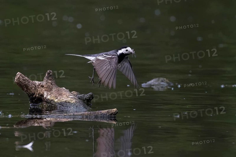 Pied Wagtail