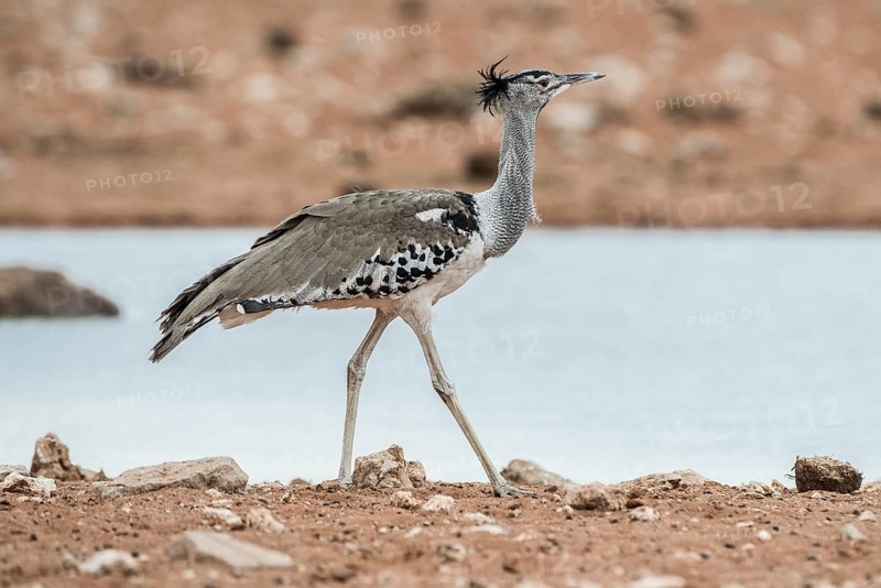 Kori bustard