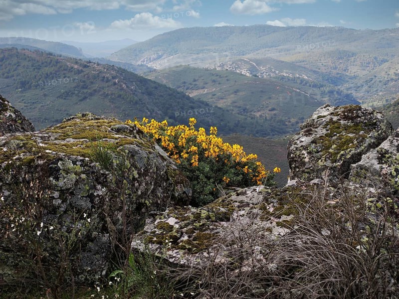 Blick in den Monfrague Nationalpark im Vordergrund bluehender gelber Ginster