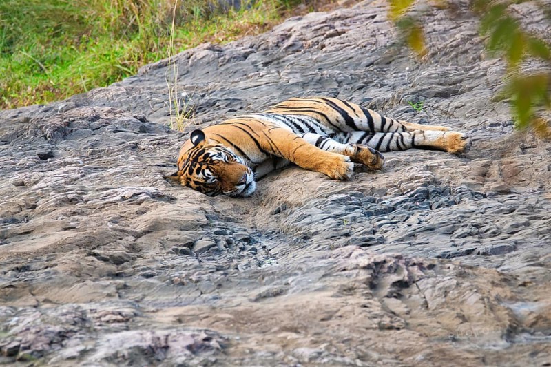 Beautiful Royal Bengal Tiger