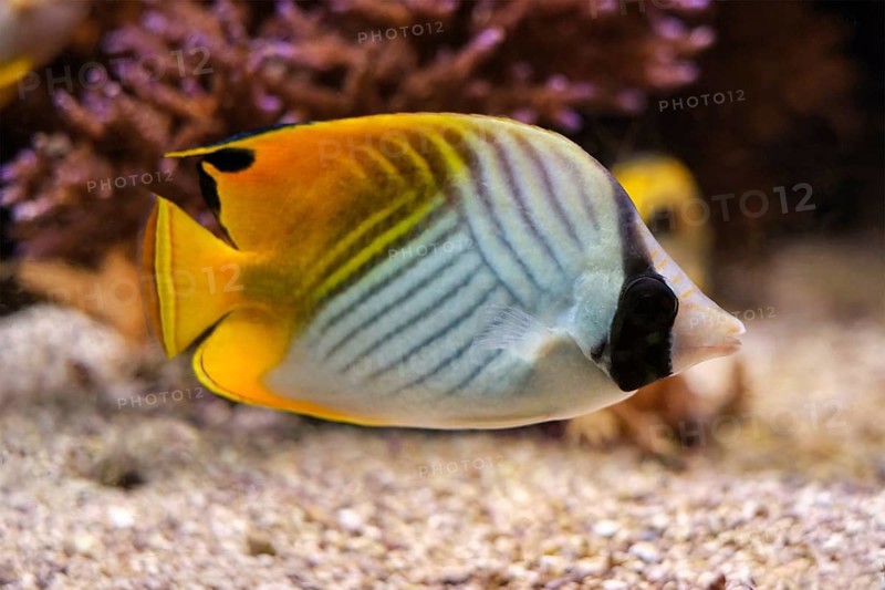 Threadfin butterflyfish