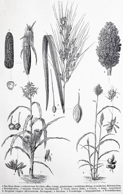 Historisches Bild verschiedener Poaceae oder