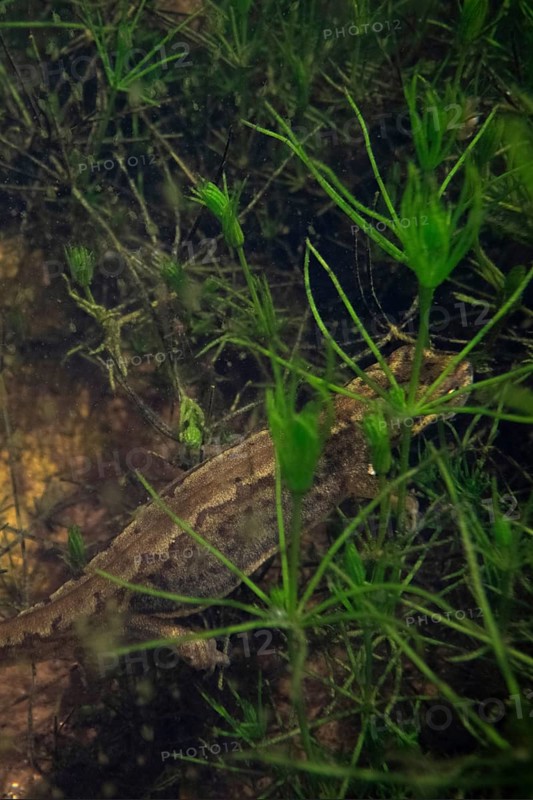 Threaded newt