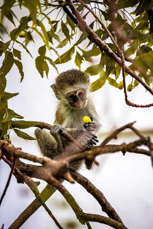 Vervet monkey
