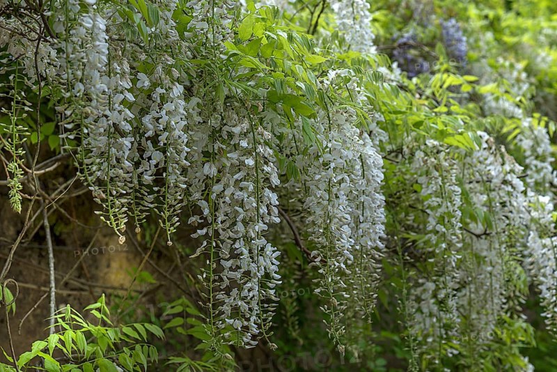 White chinese wisteria