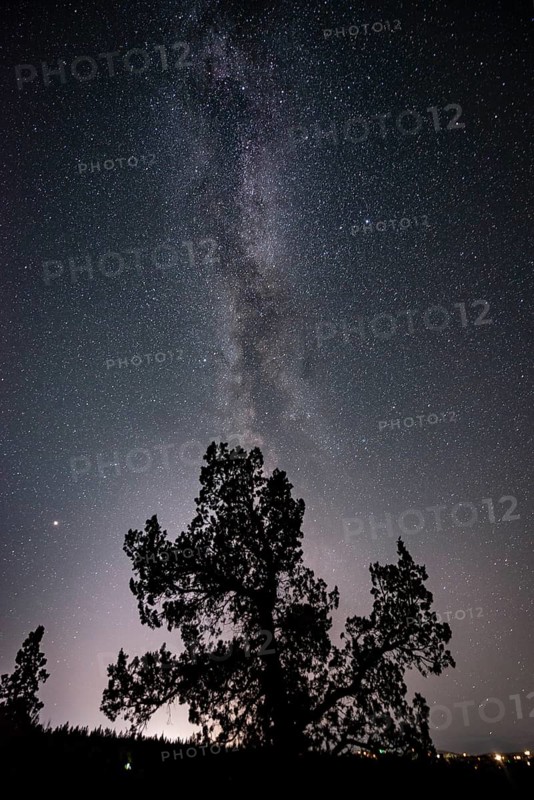 Silhouette of a tree against night sky