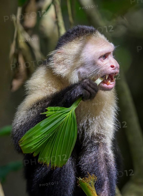 White-headed capuchin