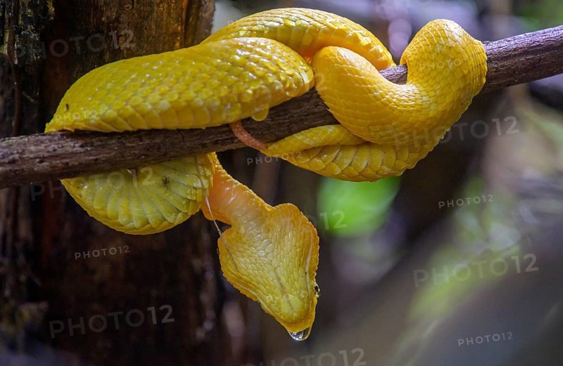 Eyelash pit viper