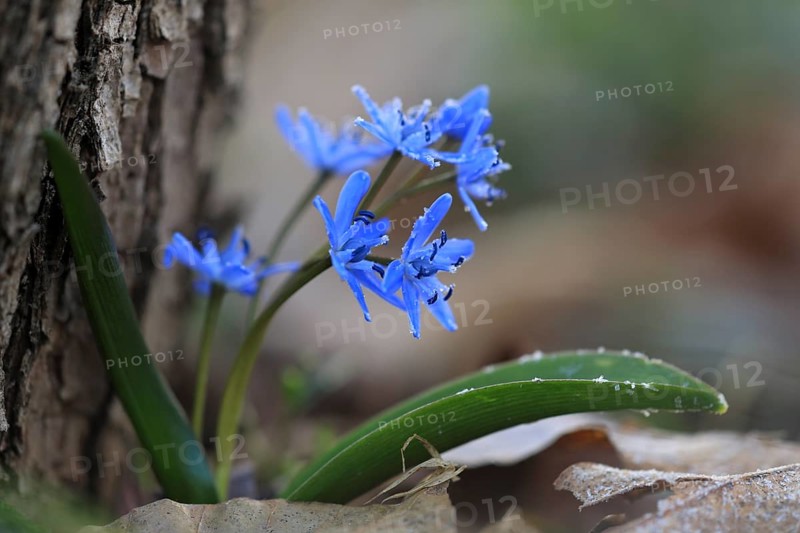 Squill