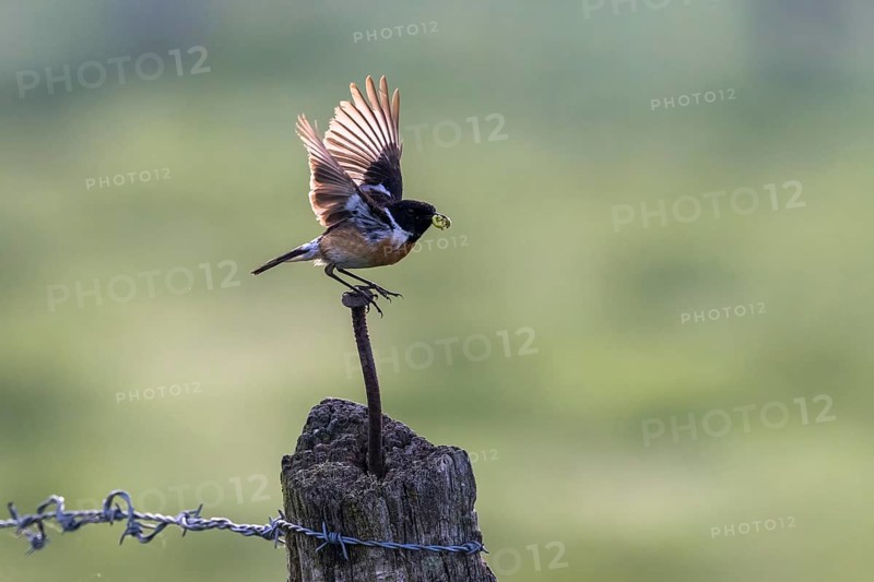 Stonechat
