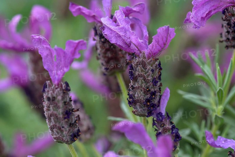 Flowers of lavender