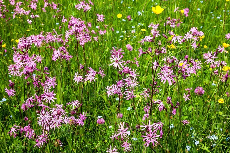 Cuckoo's campion