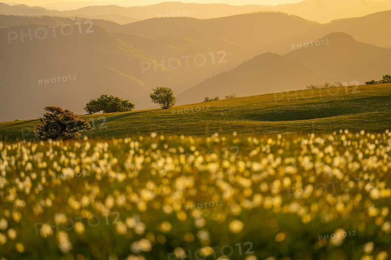 Trees and blooming on mount Petrano at sunset