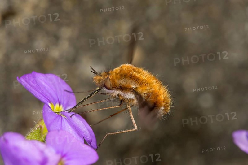 Large bee fly