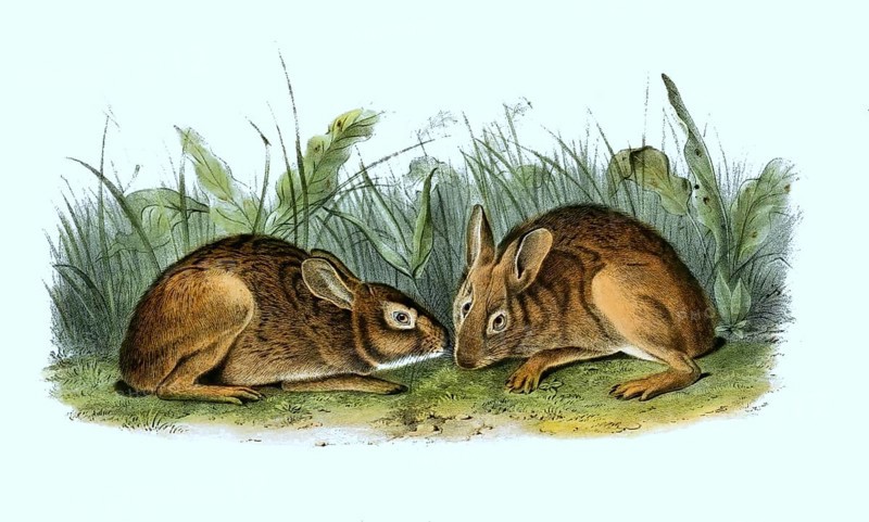 Marsh rabbit