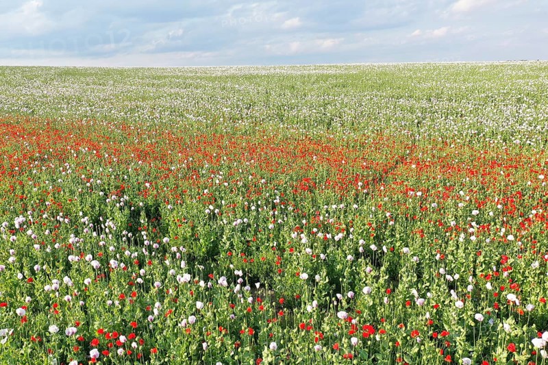 Field with Waldviertel grey poppy