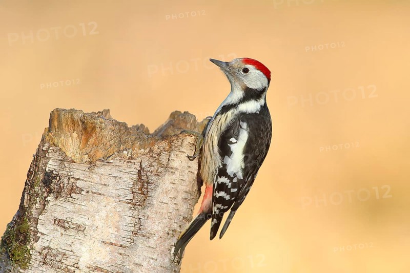 Middle spotted woodpecker