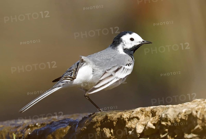 Pied Wagtail