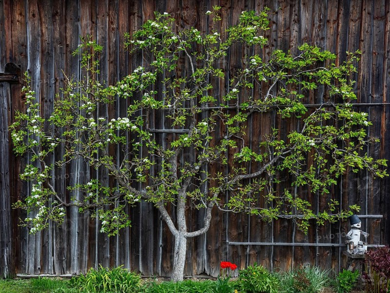 Flowering espalier tree on a wooden house wall