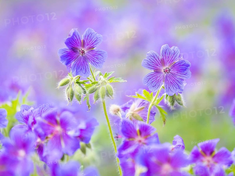 Large cranesbill