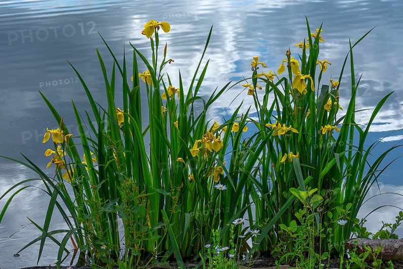 Flowering yellow flag