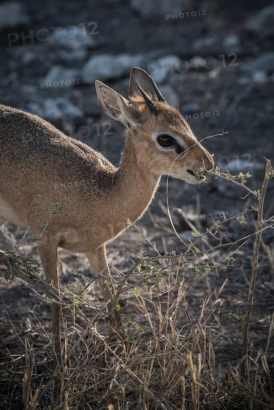 Kirk dikdik or kirk's dik-dik