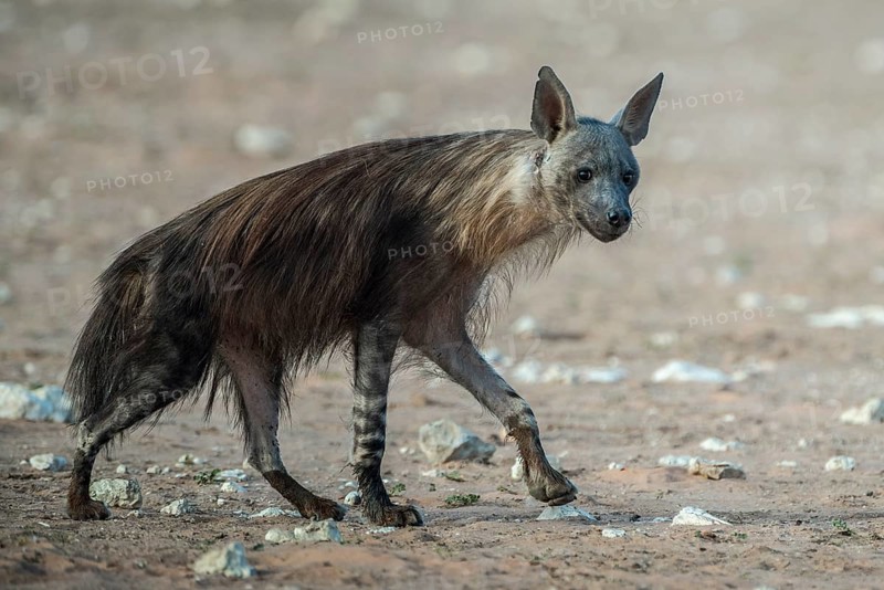 Brown hyena