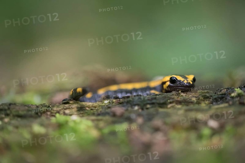 Feuersalamander