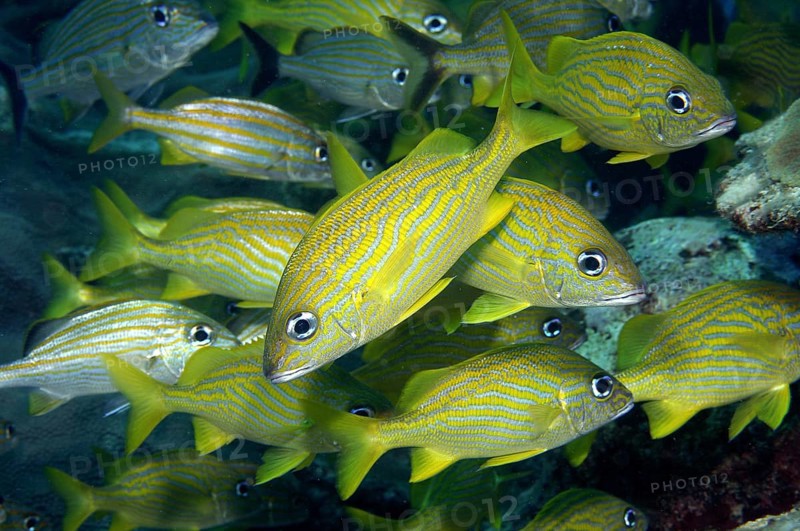 Fischschwarm von Franzoesischer Grunzer