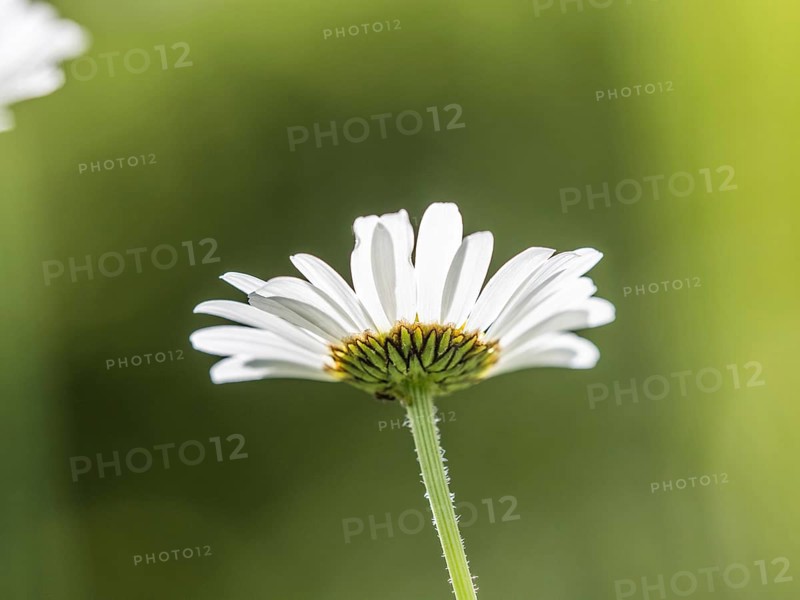 Ox-eye daisy