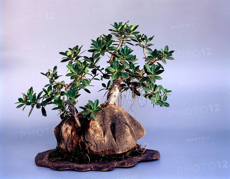 BONSAI FICUS NITIDA