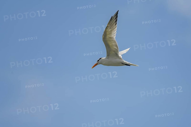Caspian tern