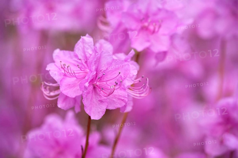 Rhododendron Mucronulatum Korean Rhododendron flower close up. Seoul