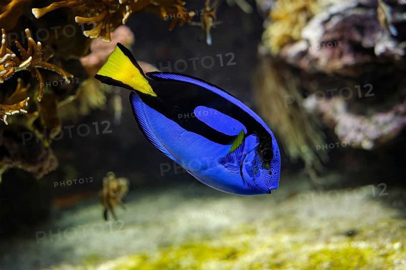 blue surgeonfish