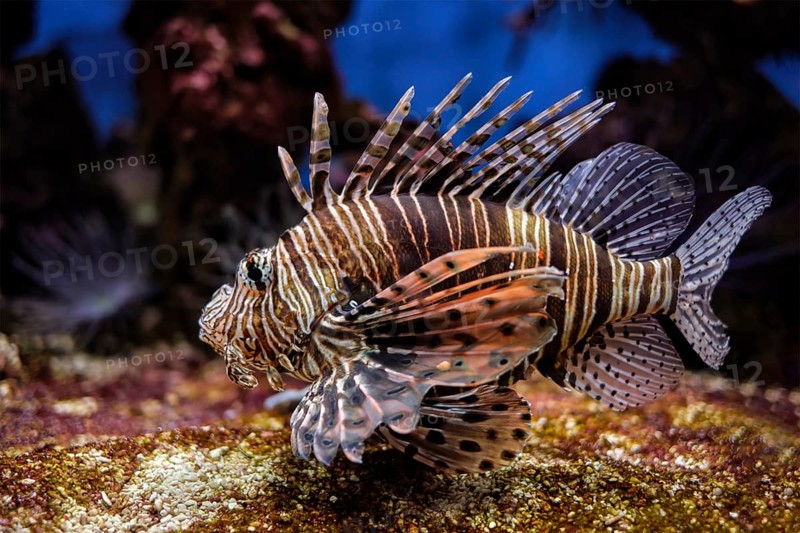 Red lionfish