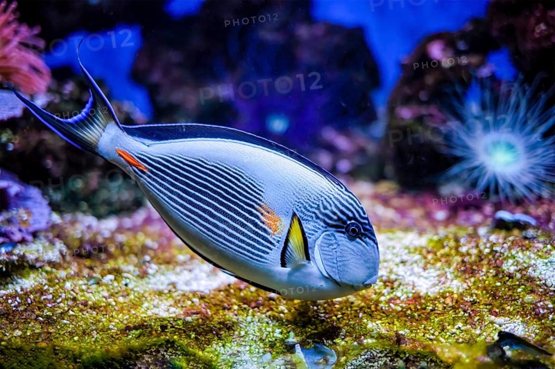 Colorful tropical fish Sohal Surgeonfish