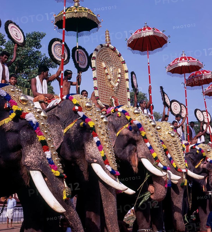 Caparisoned elephants in Pooram festival