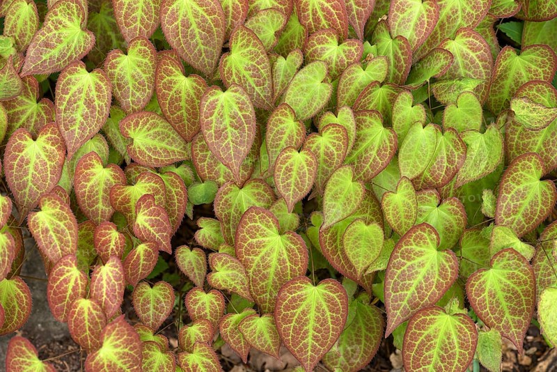 Leaves of the barrenwort