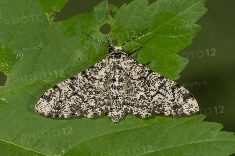 Peppered moth