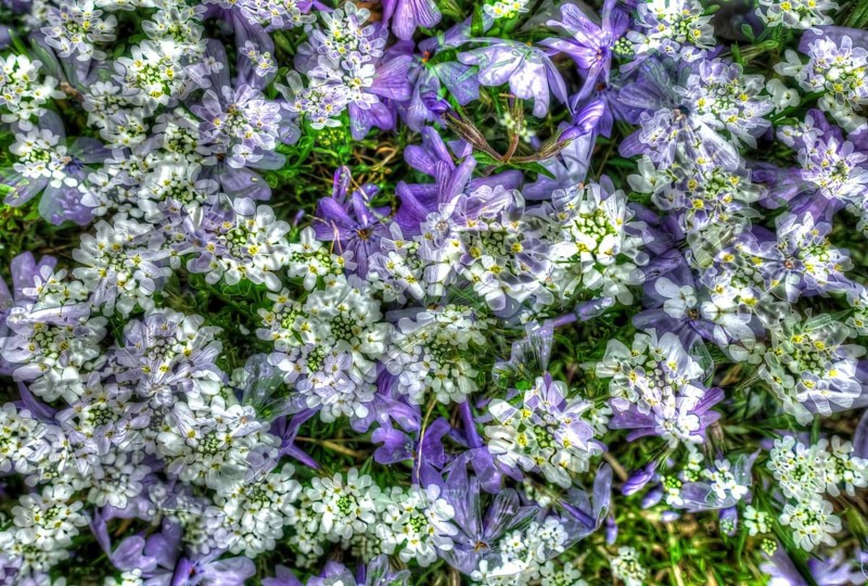 Flowers creative