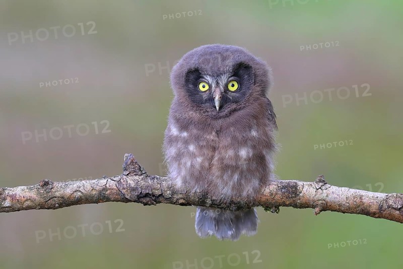 Tengmalm's Owl