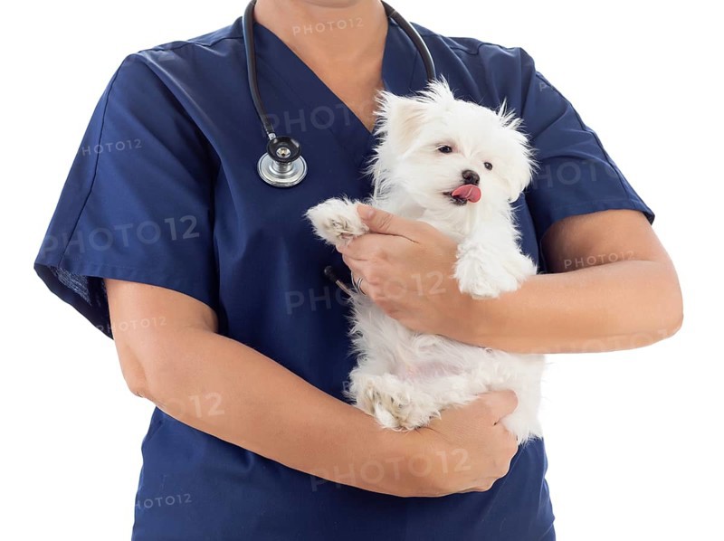 Female veterinarian with stethoscope holding young maltese puppy isolated on white