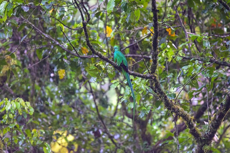 Male resplendent quetzal