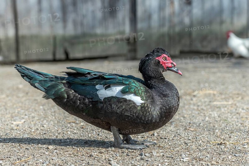 Muscovy duck resting in a farmyard
