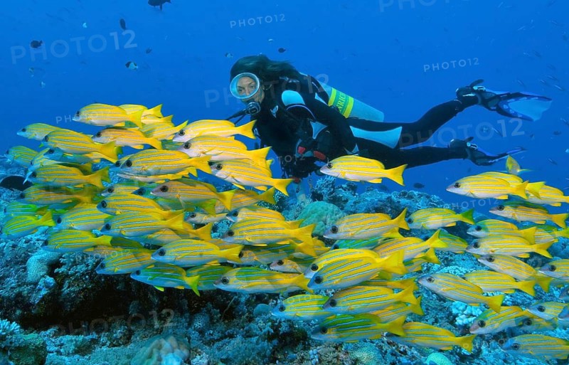 Diver swimming next to school of bluestripe snapper