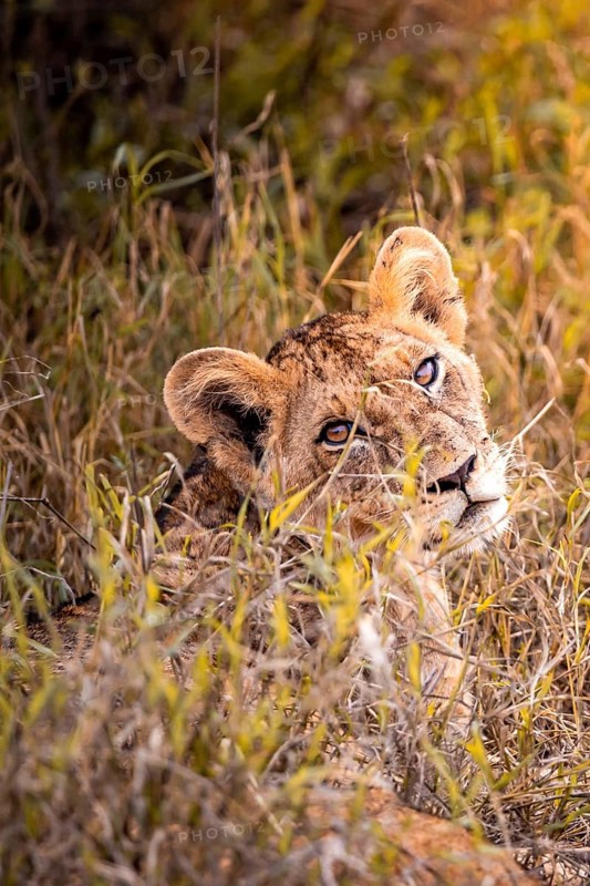Lion
