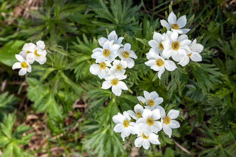 Narcissus-flowered anemone