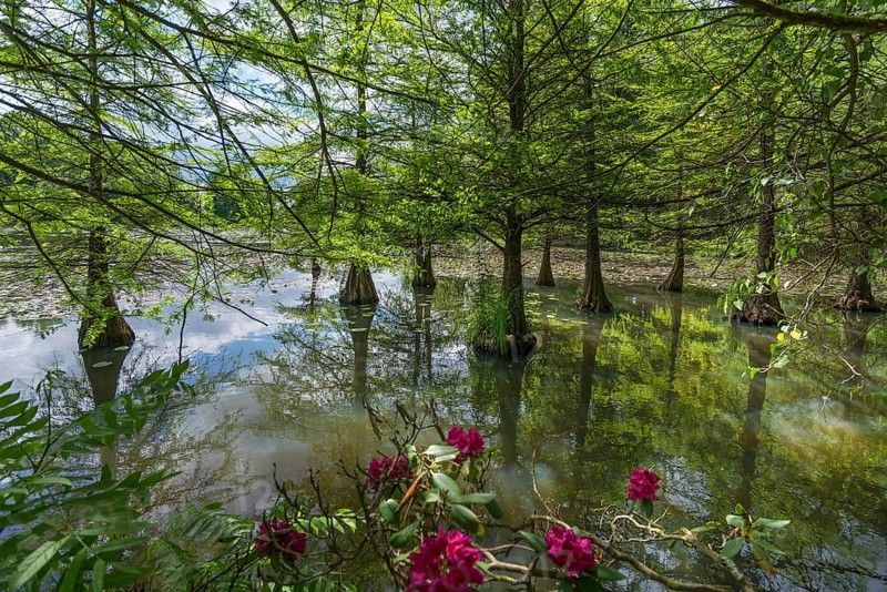 Bald cypress