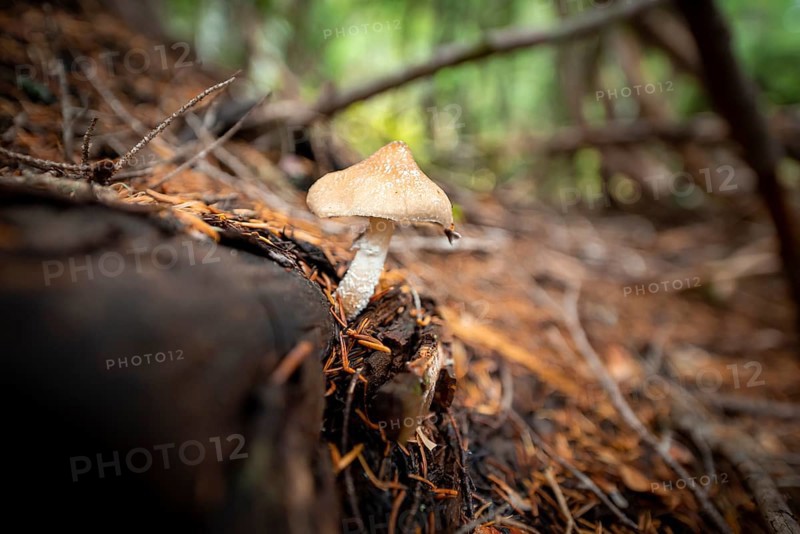 Roof fungus