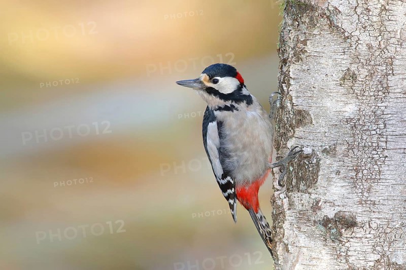 Great spotted woodpecker